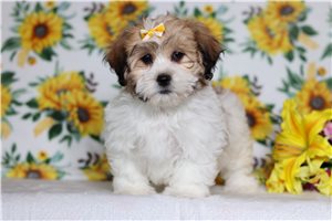 Ester - Shichon for sale