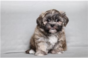 Ella - Shichon for sale