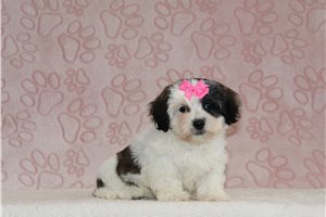 Reese - Shichon for sale
