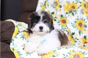Phoenix - Shichon for sale