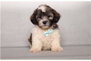 Cruz - Shichon for sale