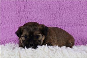 Mara - Shichon for sale