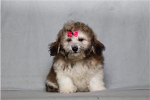 Cricket - Shichon for sale