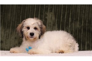 Tyson - Shichon for sale