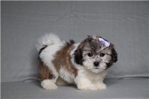 Echo - Shichon for sale