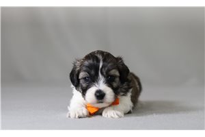 Roger - Shichon for sale