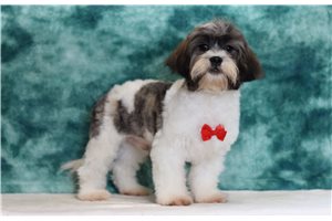 Ezra - Shichon for sale