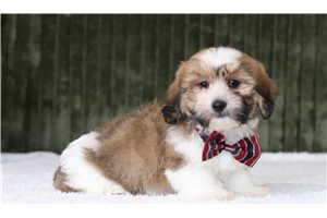 Daniel - Shichon for sale