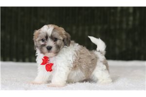 Domingo - Shichon for sale