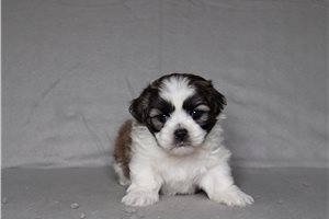 Eric - Shichon for sale