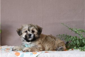 Pablo - Shichon for sale