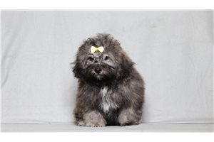 Erica - Shichon for sale