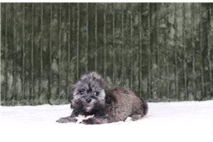 Grit - Shichon for sale