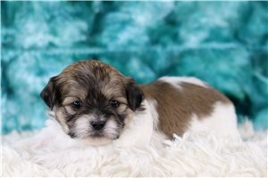 Mana - Shichon for sale