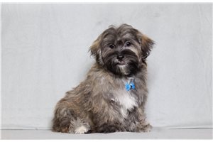 Eeyore - Shichon for sale