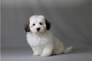 Maddox - Shichon for sale
