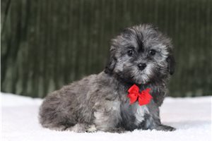 Grit - Shichon for sale