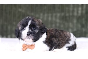 Dane - Shichon for sale