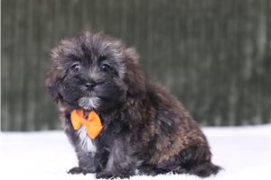 Gromit - Shichon for sale