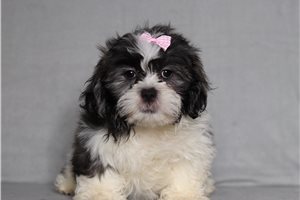 Emmie - Shichon for sale
