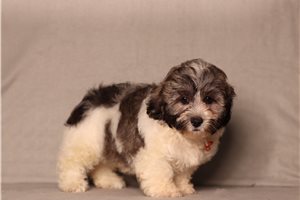 Colby - Shichon for sale