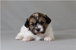 Tycho - Shichon for sale