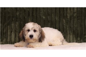 Tyson - Shichon for sale
