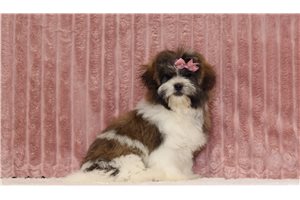 Sally - Shichon for sale