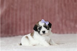Dixie - Shichon for sale
