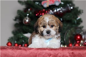 Donovan - Shichon for sale