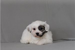 Tybalt - Shichon for sale