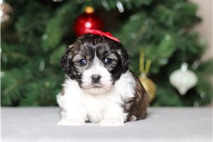 Delta - Shichon for sale