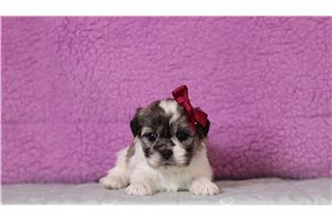 Tiffany - Shichon for sale
