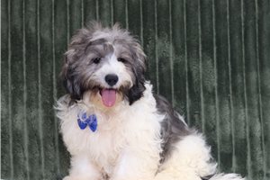 Colby - Shichon for sale