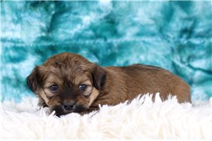 Malcolm - Shichon for sale
