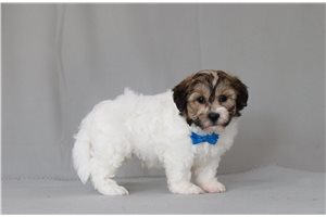 Tycho - Shichon for sale