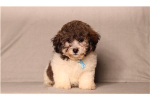 Craig - Shichon for sale
