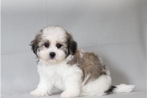 Francine - Shichon for sale