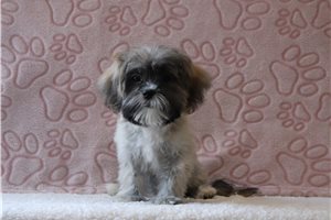 Ella - Shichon for sale