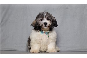 Colby - Shichon for sale