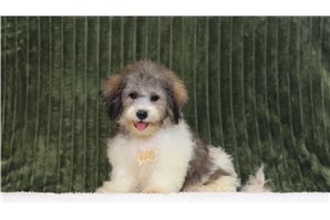 Craig - Shichon for sale