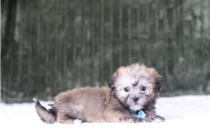 Griffin - Shichon for sale