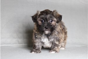 Eeyore - Shichon for sale