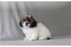 Sheila - Shichon for sale