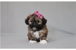 Mara - Shichon for sale