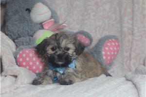 Pablo - Shichon for sale