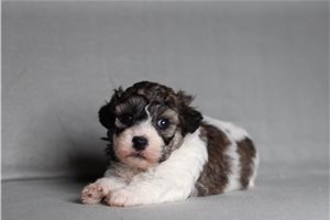 Craig - Shichon for sale