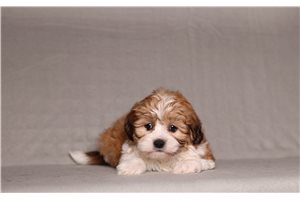 Shiloh - Shichon for sale