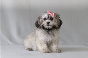 Taylor - Shichon for sale