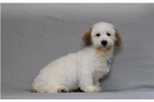 Maddox - Shichon for sale